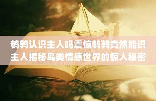 鹌鹑认识主人吗震惊鹌鹑竟然能识主人揭秘鸟类情感世界的惊人秘密