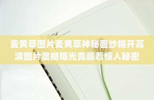 麦黄草图片麦黄草神秘面纱揭开高清图片震撼曝光竟藏着惊人秘密