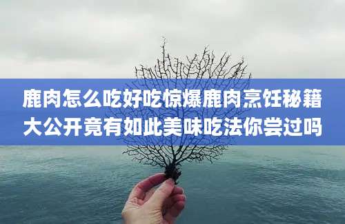 鹿肉怎么吃好吃惊爆鹿肉烹饪秘籍大公开竟有如此美味吃法你尝过吗