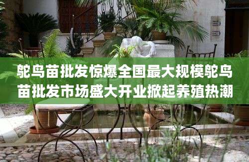 鸵鸟苗批发惊爆全国最大规模鸵鸟苗批发市场盛大开业掀起养殖热潮