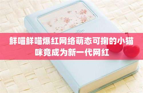 鲜喵鲜喵爆红网络萌态可掬的小猫咪竟成为新一代网红