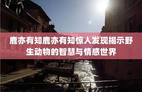 鹿亦有知鹿亦有知惊人发现揭示野生动物的智慧与情感世界