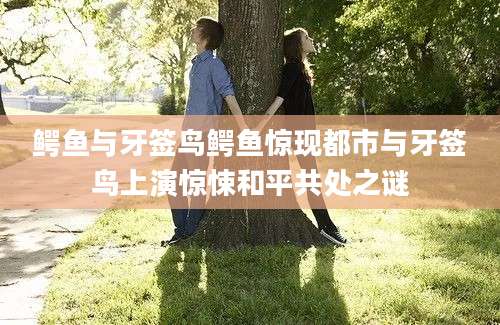 鳄鱼与牙签鸟鳄鱼惊现都市与牙签鸟上演惊悚和平共处之谜