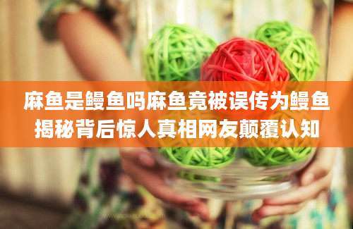 麻鱼是鳗鱼吗麻鱼竟被误传为鳗鱼揭秘背后惊人真相网友颠覆认知